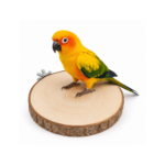 14 CM Natural Round Wood Bird Perch Platform – WP03